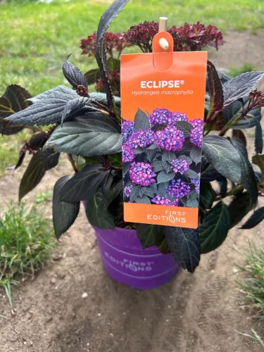 Kerti Hortenzia - Hydrangea macrophylla - "Eclipse Purple"