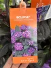 Kerti Hortenzia - Hydrangea macrophylla - "Eclipse Purple"