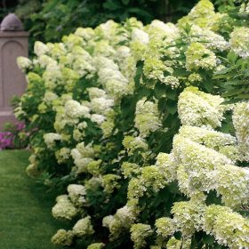   Bugás hortenzia - Hydrangea Paniculata "Limelight" K2