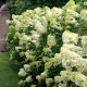 Bugás hortenzia - Hydrangea Paniculata "Limelight" K2