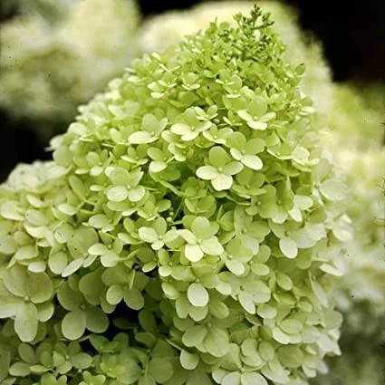 Bugás hortenzia - Hydrangea Paniculata "Limelight" K2