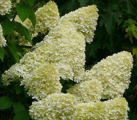 Bugás hortenzia - Hydrangea Paniculata "Limelight" K2