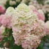 Bugás hortenzia - Hydrangea Paniculata "Limelight" K2