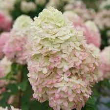 Bugás hortenzia - Hydrangea Paniculata "Limelight" K2