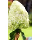 Bugás hortenzia - "Hercules" - Hydrangea Paniculata - 3 L