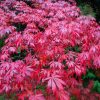 Japán juhar - Acer palmatum "Sumi-nagashi"