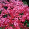Japán juhar - Acer palmatum "Sumi-nagashi"