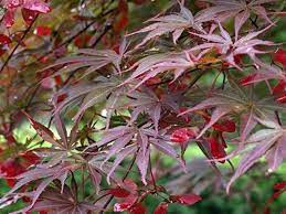 Japán juhar - Acer palmatum "Sumi-nagashi"