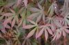 Japán juhar - Acer palmatum "Sumi-nagashi"