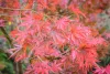 Japán juhar - Acer palmatum "Sumi-nagashi"