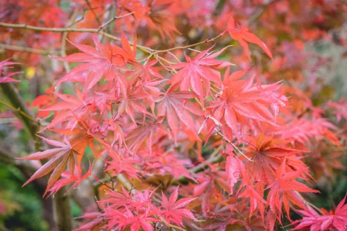 Japán juhar - Acer palmatum "Sumi-nagashi"