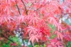 Japán juhar - Acer palmatum "Sumi-nagashi"