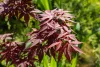 Japán juhar - Acer palmatum "Sumi-nagashi"