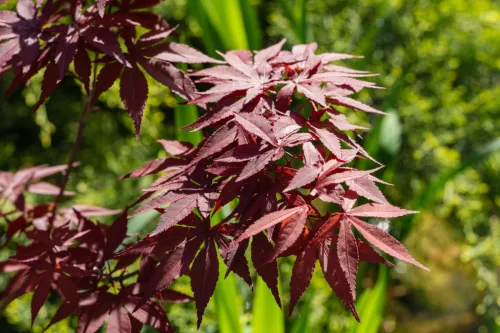 Japán juhar - Acer palmatum "Sumi-nagashi"