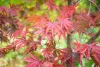 Japán juhar - Acer palmatum "Sumi-nagashi"