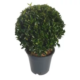   Euonymus japonicus 'Green Spire' - Japán kecskerágó