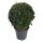 Euonymus japonicus 'Green Spire' - Japán kecskerágó
