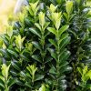 Euonymus japonicus 'Green Spire' - Japán kecskerágó