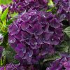 Kerti hortenzia - Hydrangea macrophylla Music Collection "Deep Purple Dance