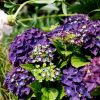 Kerti hortenzia - Hydrangea macrophylla Music Collection "Deep Purple Dance