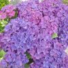 Kerti hortenzia - Hydrangea macrophylla Music Collection "Deep Purple Dance