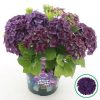 Kerti hortenzia - Hydrangea macrophylla Music Collection "Deep Purple Dance