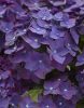 Kerti hortenzia - Hydrangea macrophylla Music Collection "Deep Purple Dance