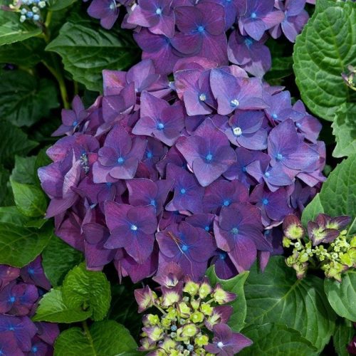 Kerti hortenzia - Hydrangea macrophylla Music Collection "Deep Purple Dance