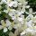 Illatos klematisz - Clematis montana "Grandiflora"