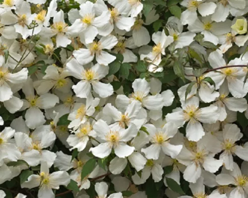 Illatos klematisz - Clematis montana "Grandiflora"