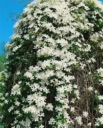 Illatos klematisz - Clematis montana "Grandiflora"