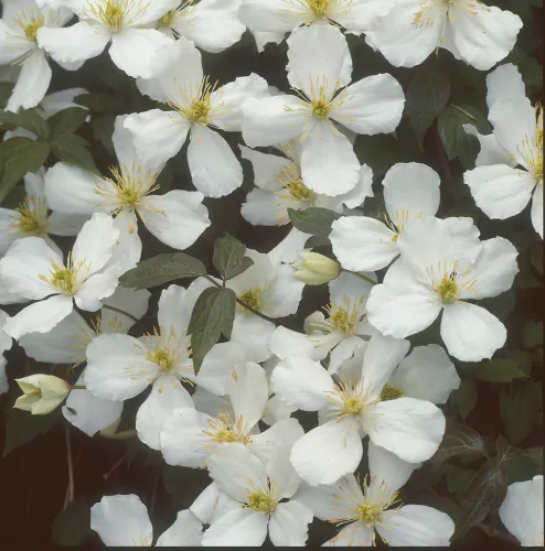 Illatos klematisz - Clematis montana "Grandiflora"