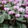 Télálló ciklámen - Cyclamen coum - pink