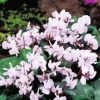 Télálló ciklámen - Cyclamen coum - pink