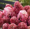 Bugás hortenzia - Hydrangea Paniculata "Living Little Rosy"