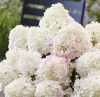 Bugás hortenzia - Hydrangea Paniculata "Living Little Rosy"