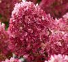 Bugás hortenzia - Hydrangea Paniculata "Living Little Rosy"