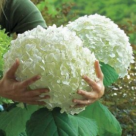   Cserjés hortenzia " Strong Annabelle" - Hydrangea Arborescens - cs10