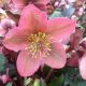 Helleborus × ericsmithii 'Pirouette' - Hunyor