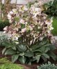 Helleborus × ericsmithii 'Pirouette' - Hunyor