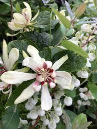 Illatos fűszercserje - Callycanthus "Venus"