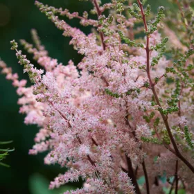 Tollbuga - Astilbe "Spotlight"