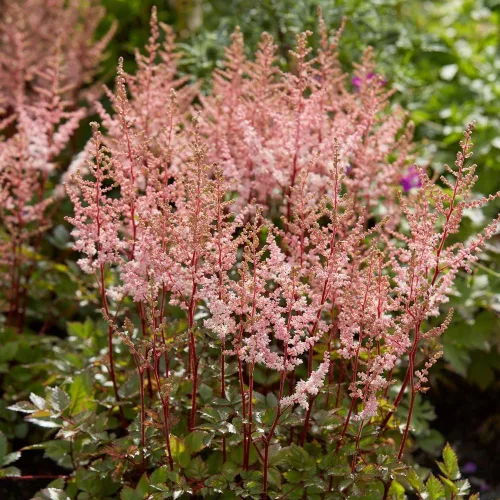 Tollbuga - Astilbe "Spotlight"