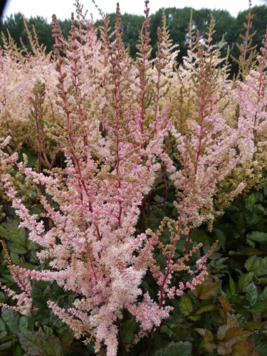 Tollbuga - Astilbe "Spotlight"