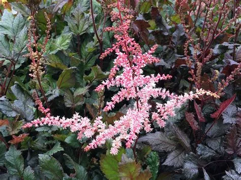 Tollbuga - Astilbe "Spotlight"