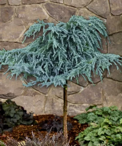 Törzsre oltott Kék Himalájai Cédrus - CEDRUS DEODERA "Feeling Blue"