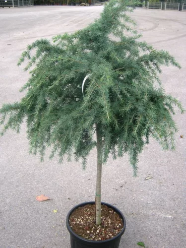 Törzsre oltott Kék Himalájai Cédrus - CEDRUS DEODERA "Feeling Blue"