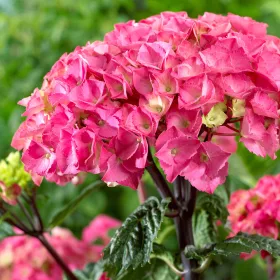   Kerti Hortenzia " Black Steel Pink Ball" - Hydrangea macrophylla