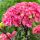 Kerti Hortenzia " Black Steel Pink Ball" - Hydrangea macrophylla