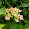 Kerti Hortenzia " Black Steel Pink Ball" - Hydrangea macrophylla